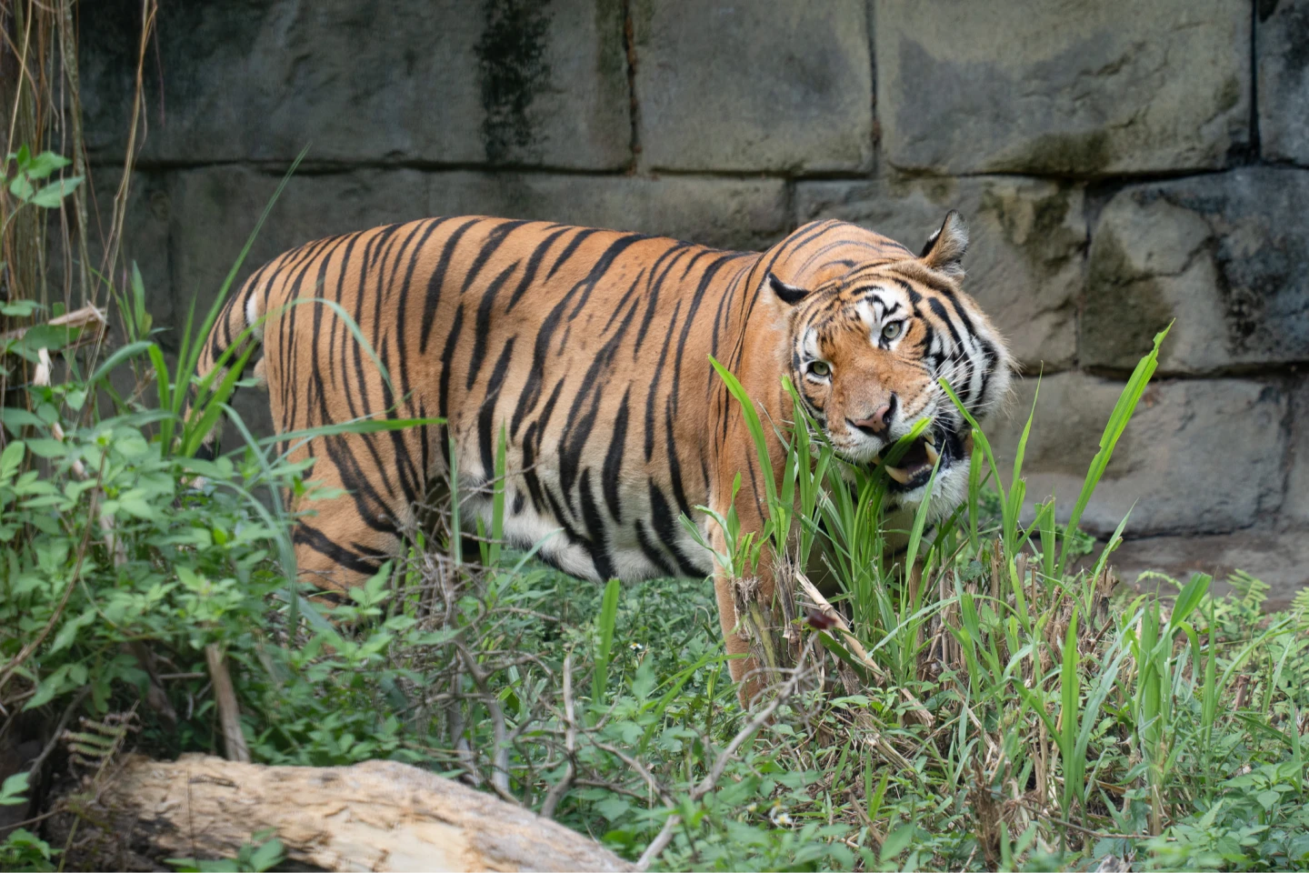 動物園新虎亮相！馬來虎Arhaa呆萌泡澡　現蹤熱帶雨林區
