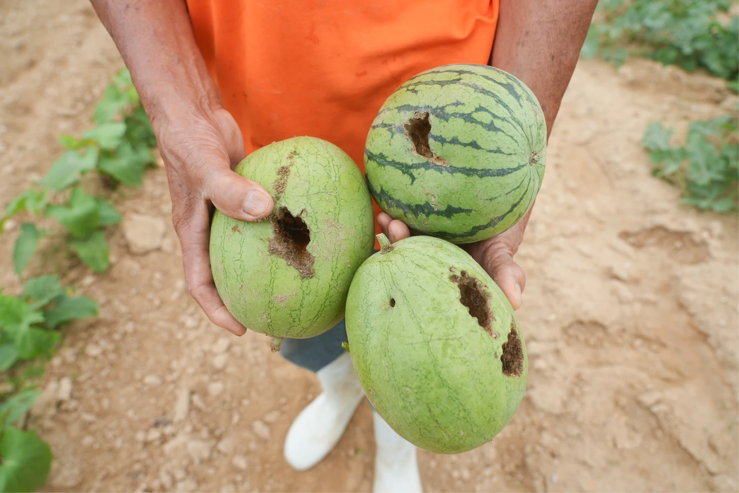 孔雀劫1｜成群毀田！老農西瓜被啃洞、青江菜拔光　嘆：不抓怎生存