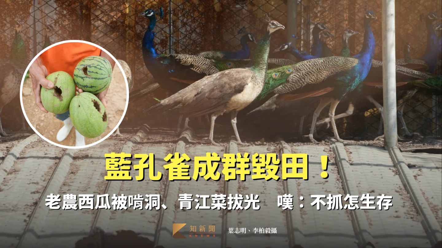 孔雀劫1｜成群毀田！老農西瓜被啃洞、青江菜拔光　嘆：不抓怎生存