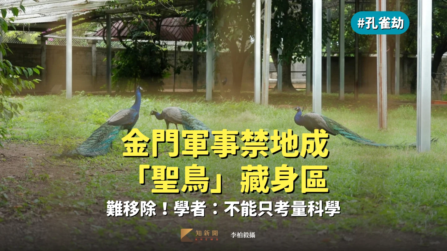 孔雀劫2｜金門軍事禁地成「聖鳥」藏身區　難移除！學者：不能只考量科學