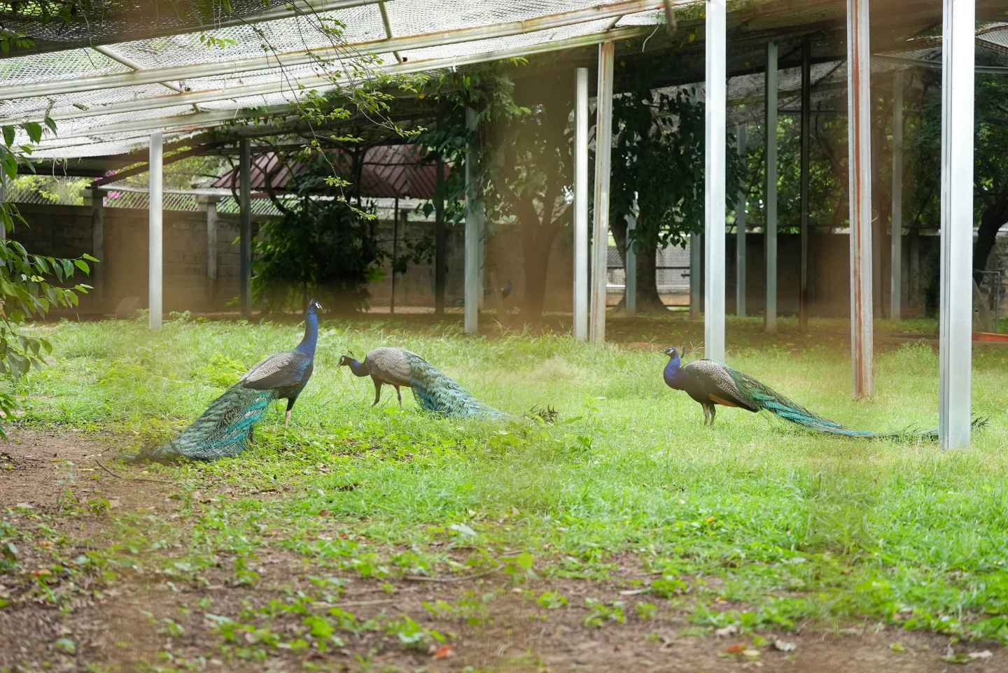 孔雀劫2｜金門軍事禁地成「聖鳥」藏身區　難移除！學者：不能只考量科學