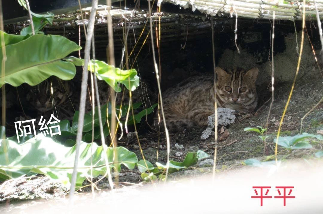 北市動物園新居民報到！3石虎現身台灣動物區　心酸血淚史曝