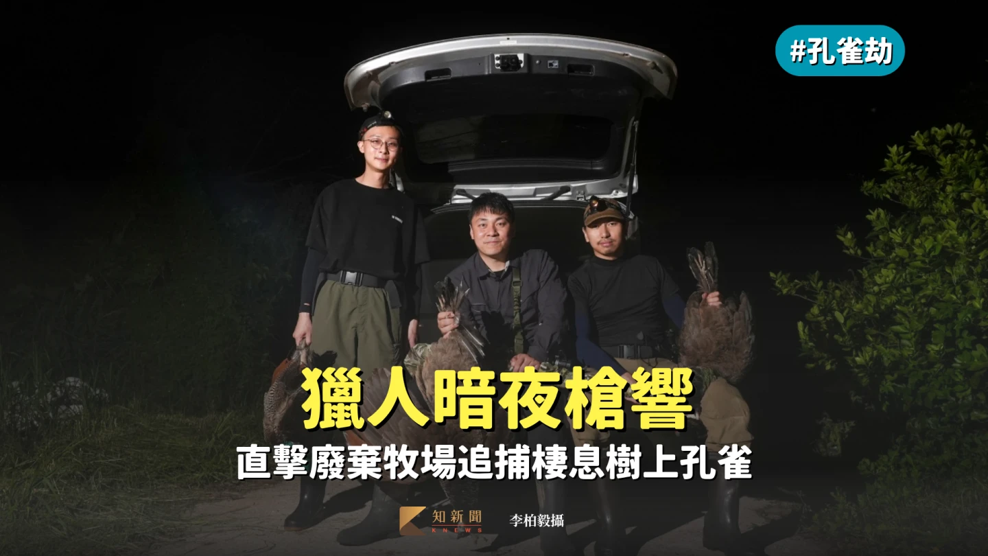 孔雀劫4｜獵人暗夜槍響　直擊廢棄牧場追捕棲息樹上孔雀