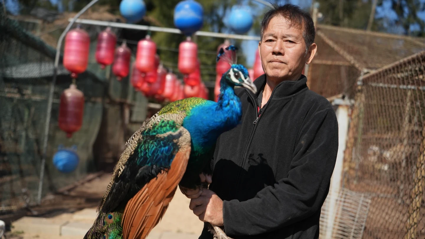 孔雀劫6｜放下粉筆改拿十字弓　退休師當獎金獵人還開孔雀園