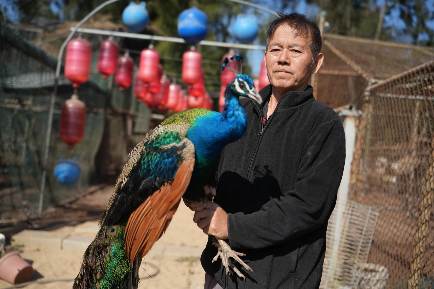 孔雀劫6｜放下粉筆改拿十字弓　退休師當獎金獵人還開孔雀園