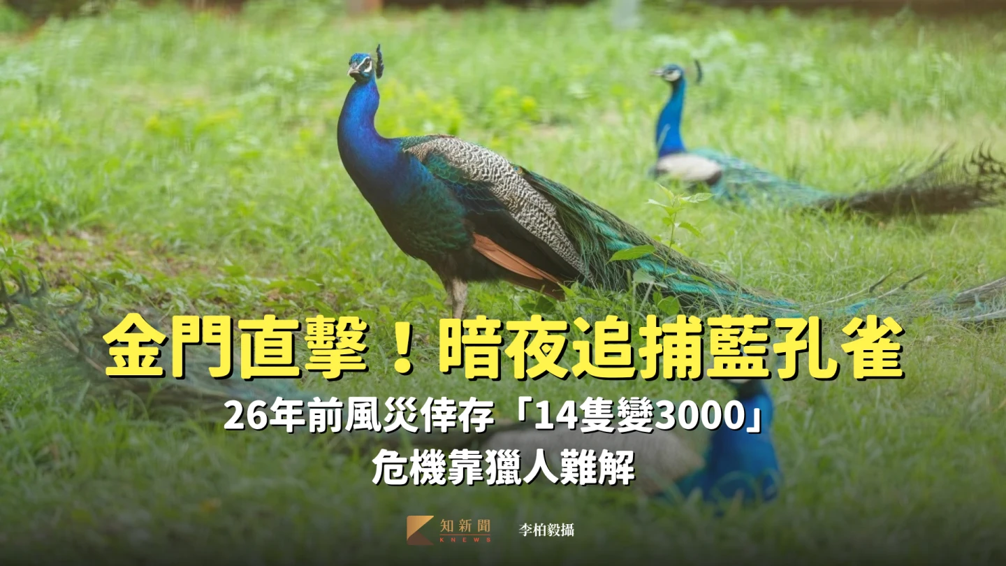 金門直擊｜暗夜追捕藍孔雀！26年前風災倖存「14隻變3000」　危機靠獵人難解