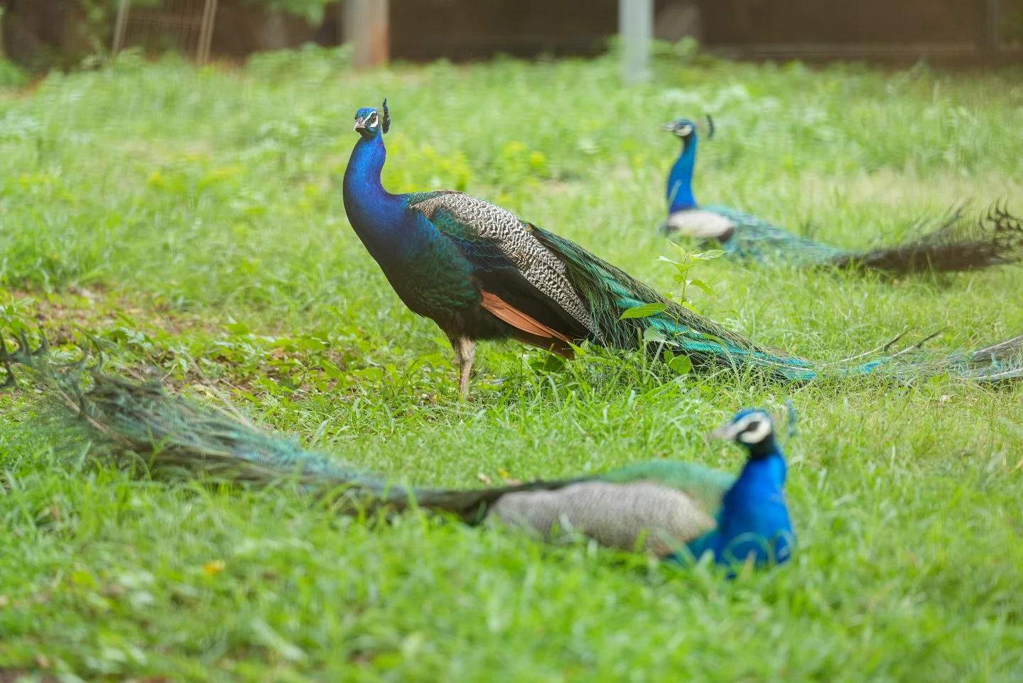 金門直擊｜暗夜追捕藍孔雀！26年前風災倖存「14隻變3000」　危機靠獵人難解