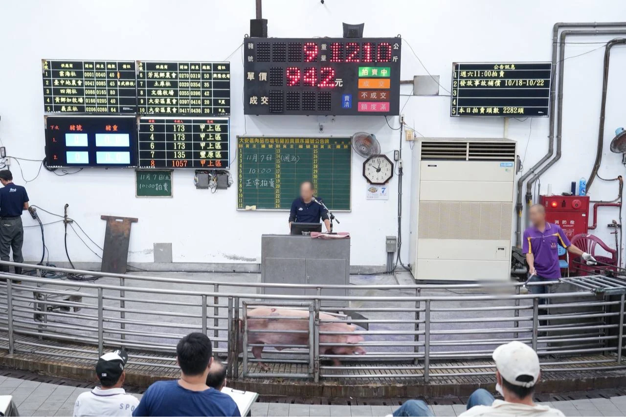 豬隻禁令解封！台中大安肉品市場恢復拍賣　限量平均價格曝光