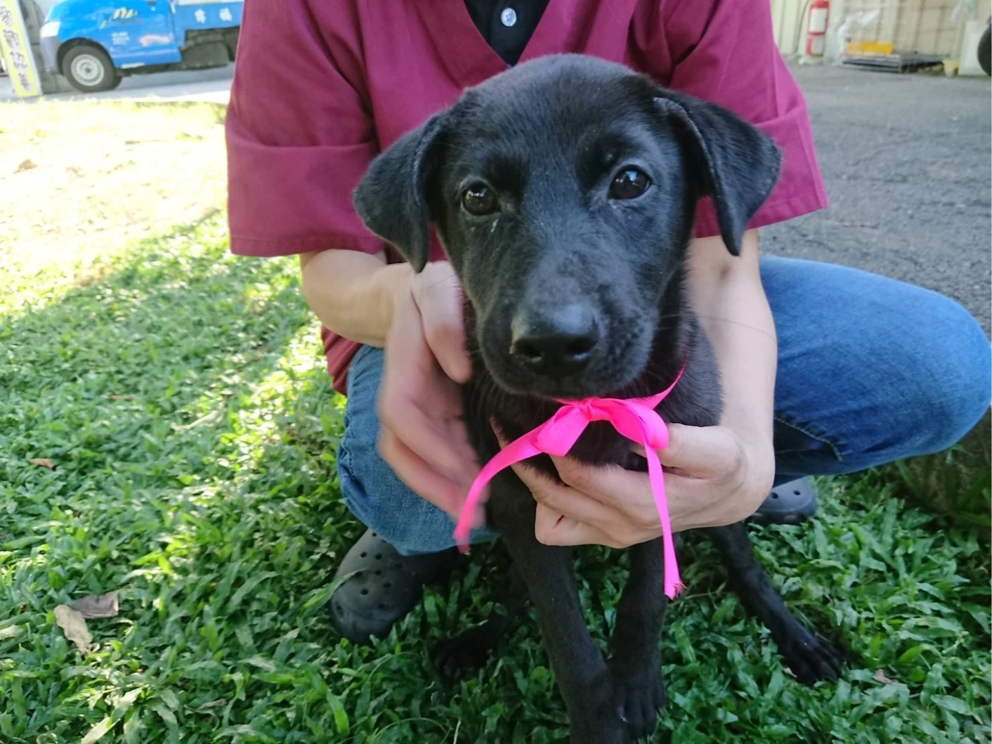 新北犬貓絕育補助延長　11月28日前最後申請