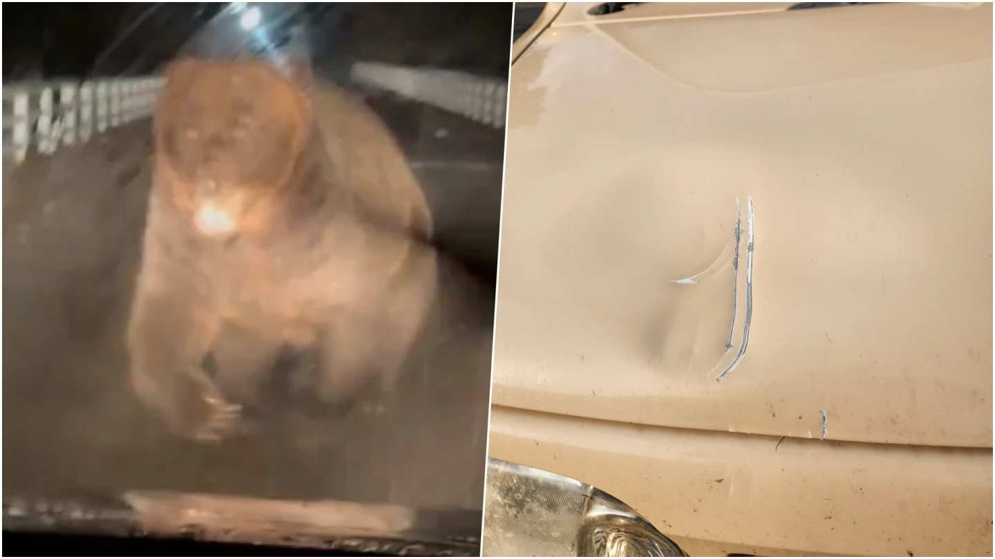 北海道棕熊猛襲！一掌打凹鈑金他驚恐猛倒車　直擊畫面超駭人