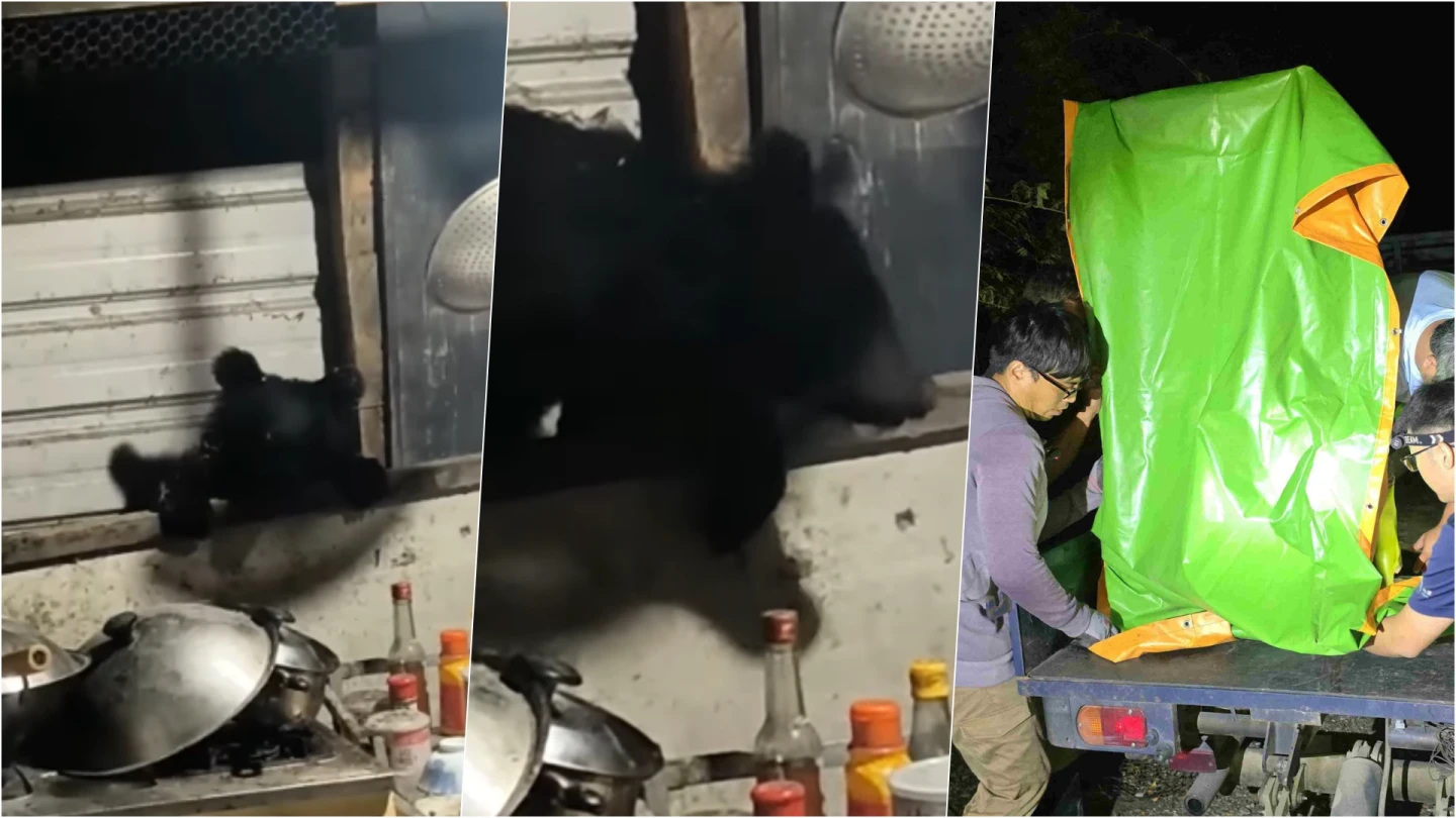 有片｜台灣首度通報黑熊入侵民宅　一日2次！幼年公熊探頭萌樣曝