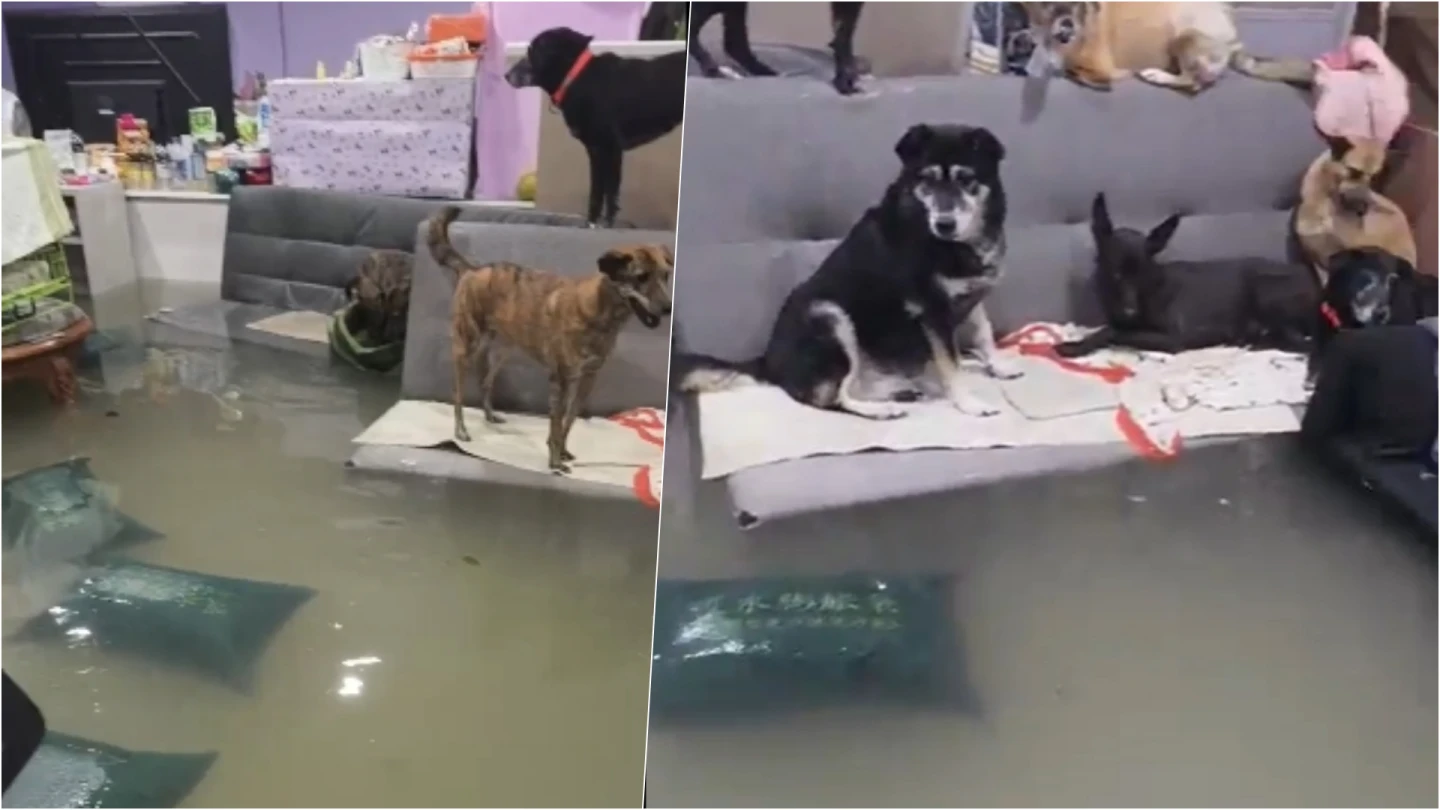 有片｜宜蘭暴雨過後水未退　浪浪庇護所也淹！毛小孩躲床、沙發避難畫面曝