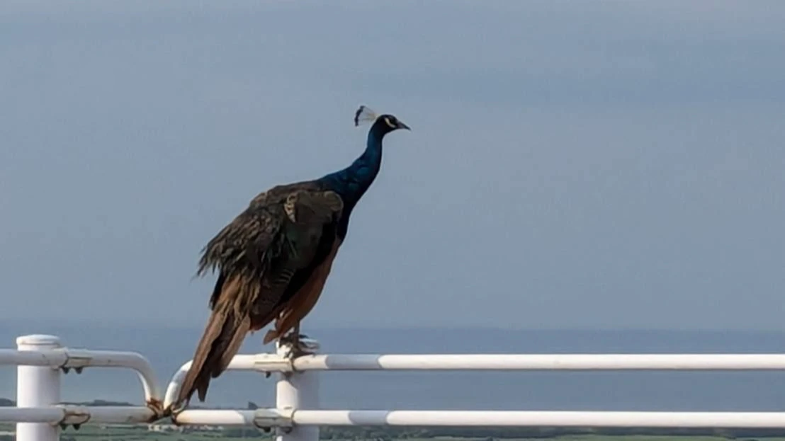 日本沖繩宮古島也有藍孔雀之亂　連2年撲殺逾千隻還殺不完