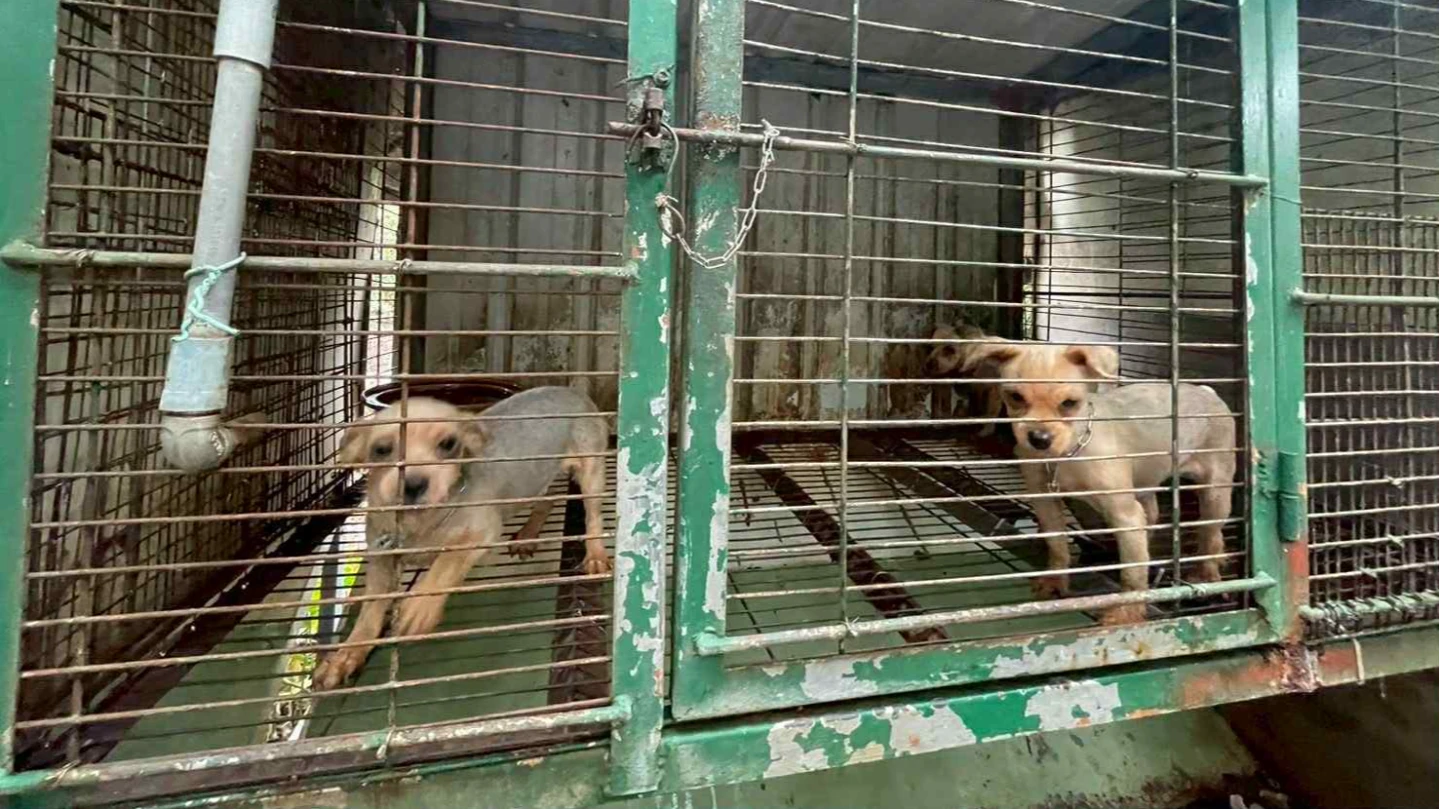 人人犬舍「188割聲帶毛孩」爆仍強迫繁殖！米可白轟縣長保證跳票　鍾東錦回應了