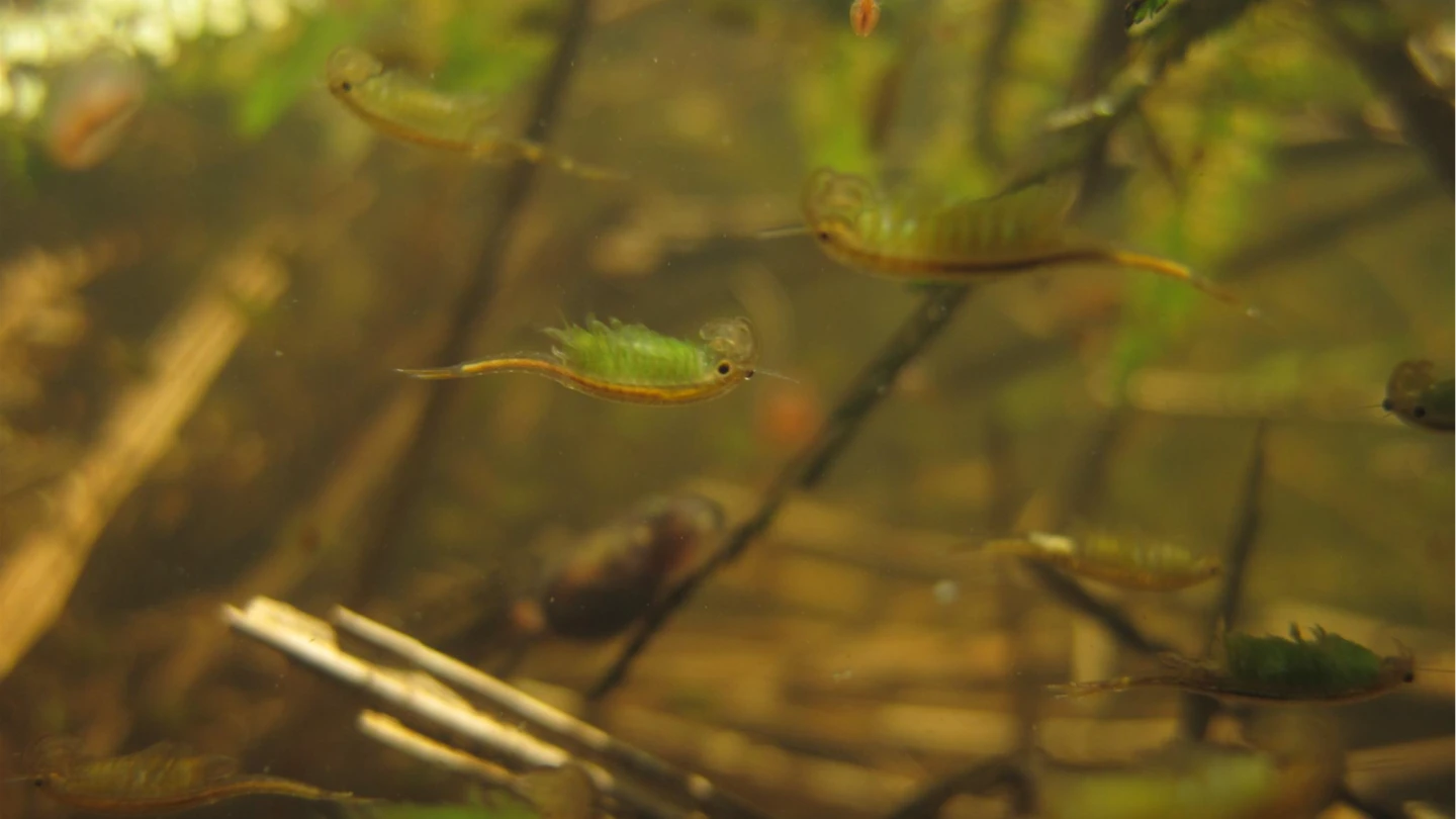 陽明山「向天蝦」大爆發！湖中綠精靈掀朝聖　不是蝦而是動物「只有向天池看得到」