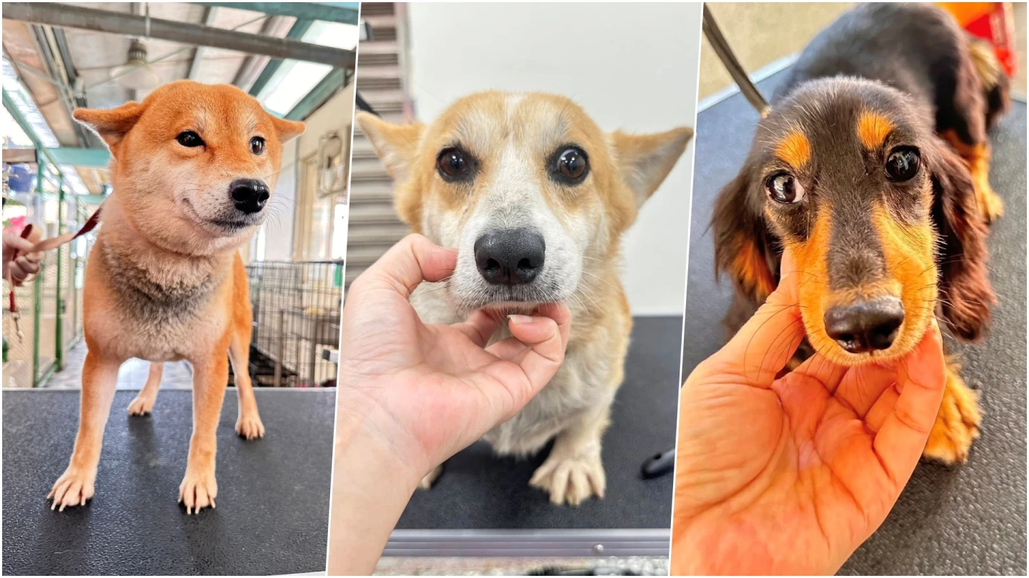 柴犬、長毛臘腸都有！「人人犬舍」遭割聲帶犬　今第一批開放認養「3點必知」