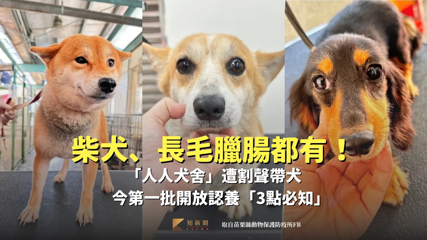 柴犬、長毛臘腸都有！「人人犬舍」遭割聲帶犬　今第一批開放認養「3點必知」