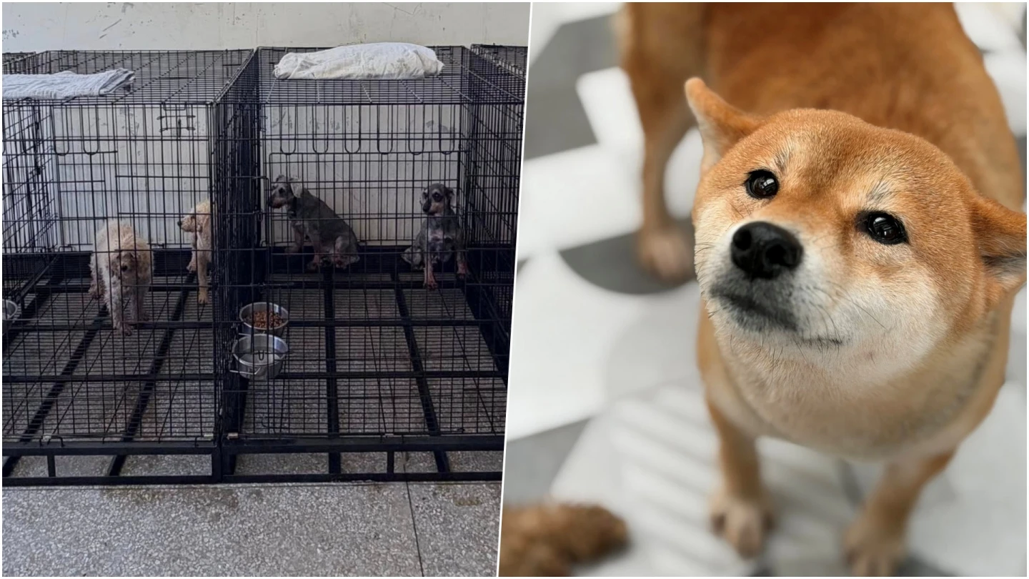 「人人犬舍」苗縣府開鍘！所長降為專員、課長變技士　增設督察開通汪汪隊長專線