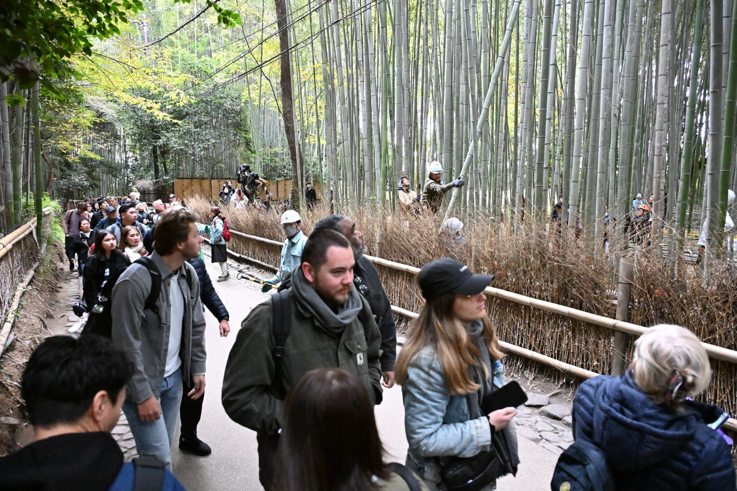 京都嵐山竹林小徑刻字暴增　今砍25根竹後推1公尺防遊客手賤