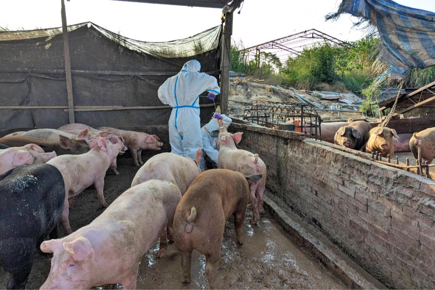 明知故犯！台南養豬戶偷餵廚餘重罰120萬　非洲豬瘟初篩結果曝