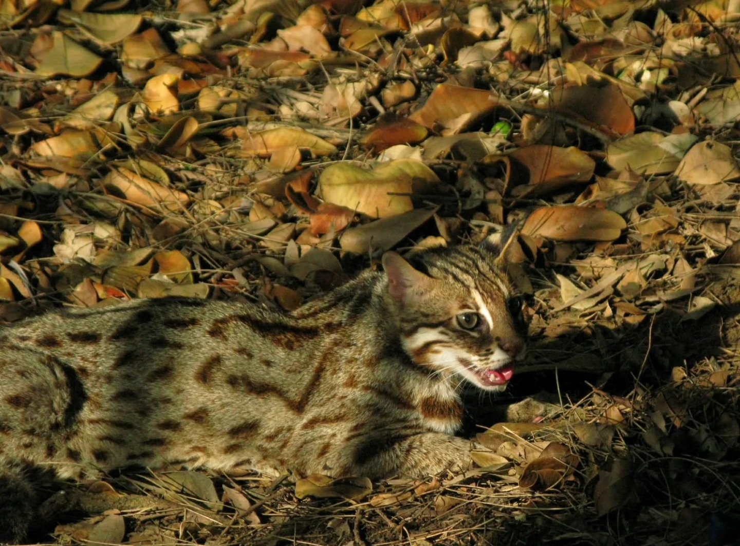 有片｜睽違31年！阿里山石虎再現蹤　創嘉南地區最高海拔發現紀錄
