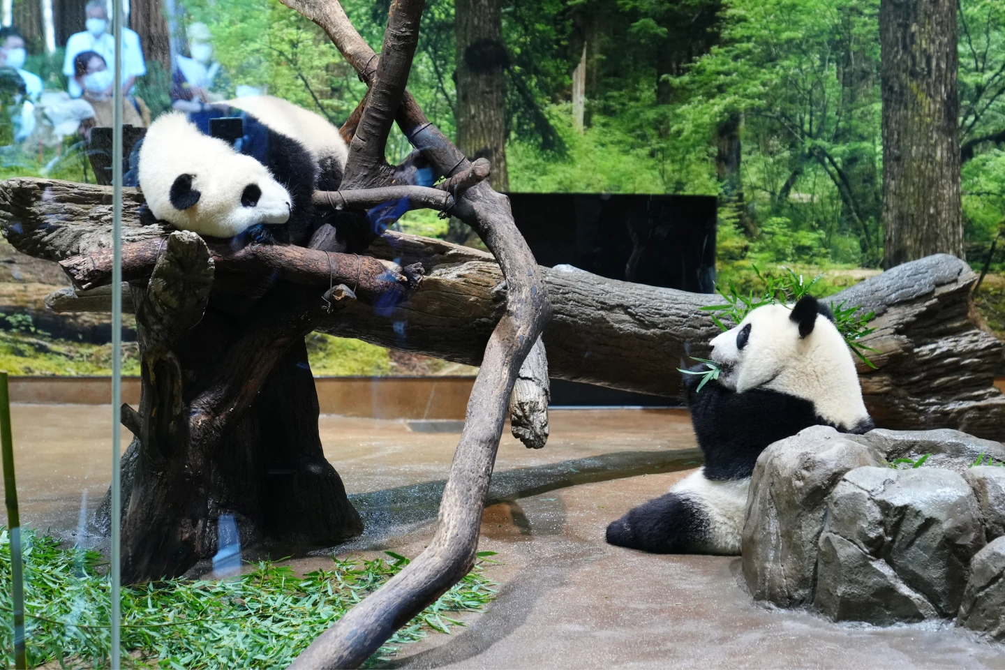 中日關係惡化　日本2026年2月後恐無大貓熊