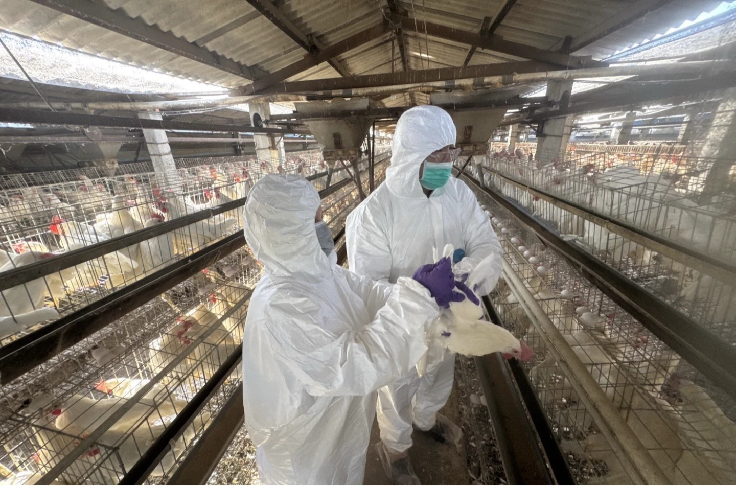 全面採樣芬普尼！彰化採檢15家高風險蛋雞場　羽毛、飼料和水全都要驗
