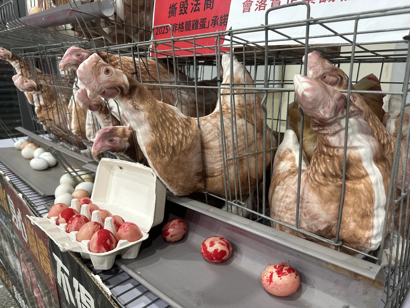 彰化爆芬普尼蛋！全台格子籠飼養高達75％　動社轟政府為選票不敢得罪農民