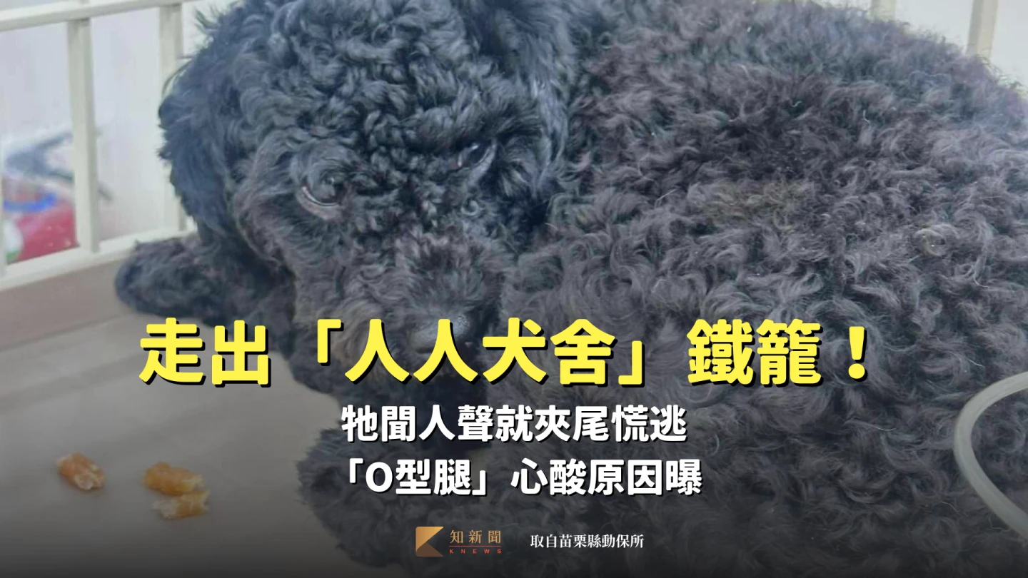 走出「人人犬舍」鐵籠！牠聞人聲就夾尾慌逃　「O型腿」心酸原因曝