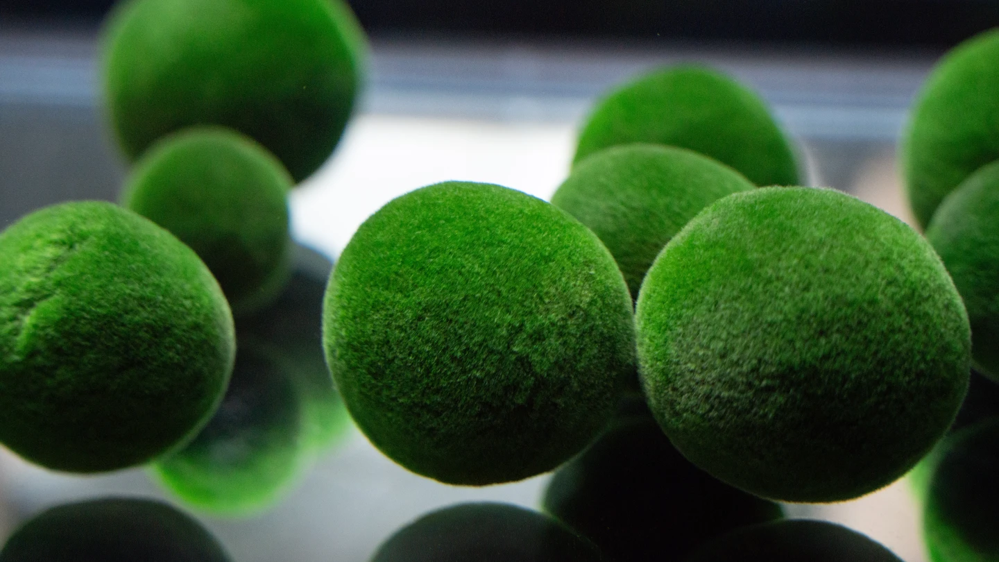 圓滾滾片｜北海道「湖中寶石」再現台北動物園　超療鬱「毬藻寶寶」幸福翻滾中