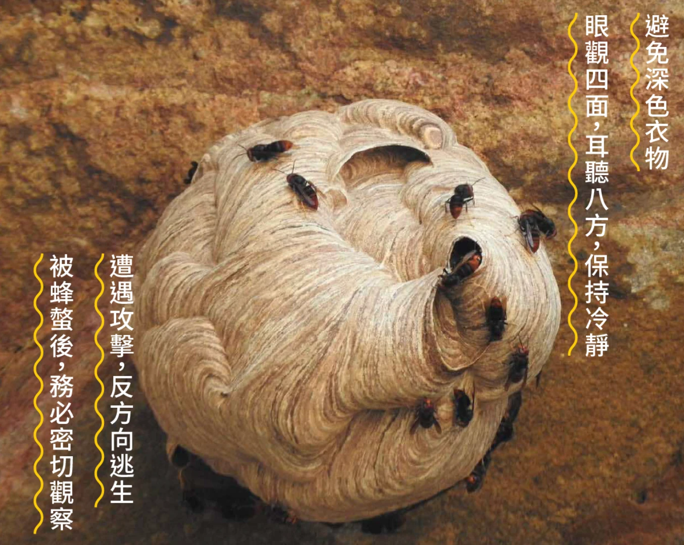 1-9月虎頭蜂受傷人數破去年整年紀錄　林保署報5招SOP避凶