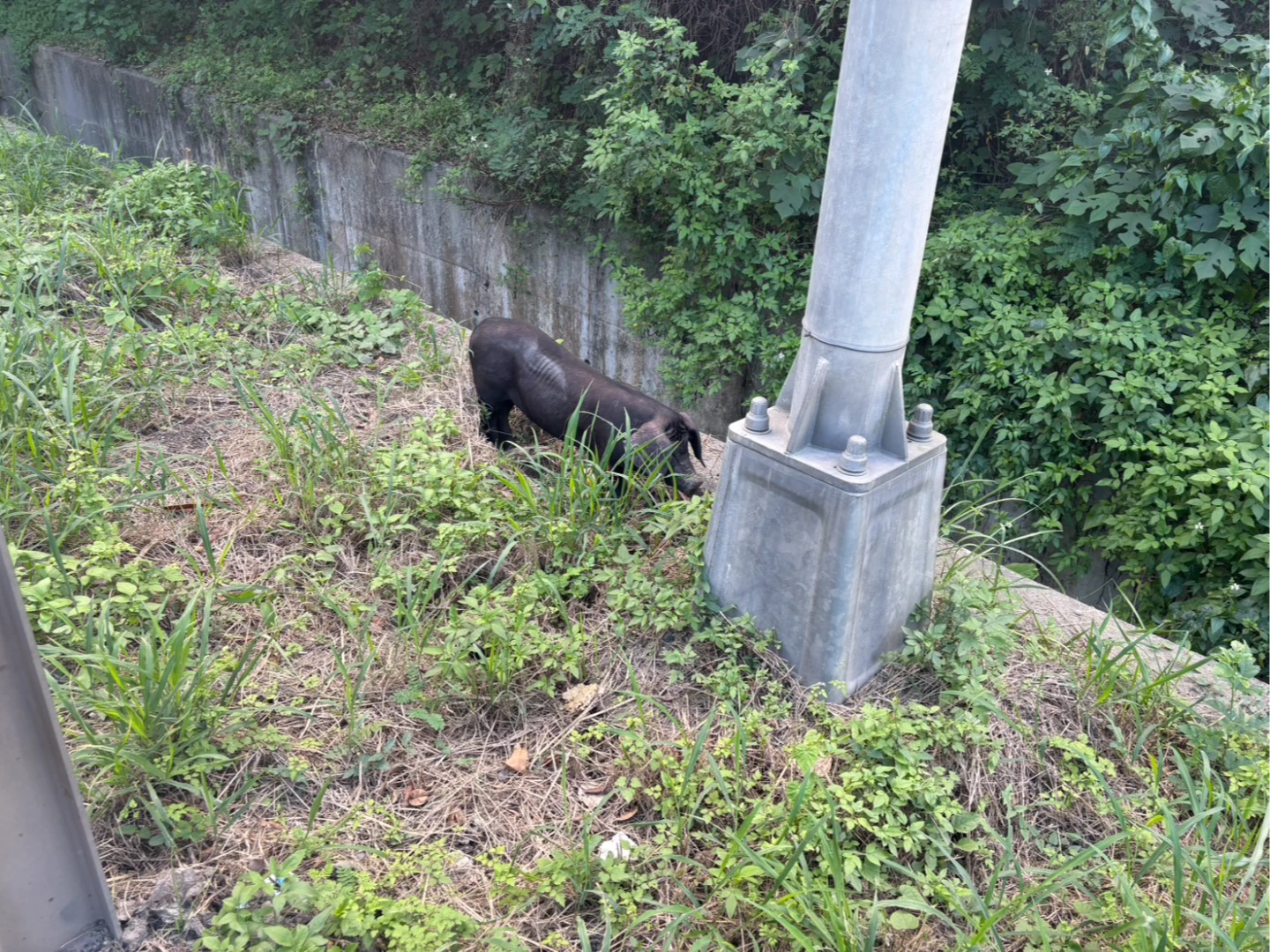 驅豬片｜小豬上演脫逃記！八里觀音山隧道驚見豬仔跳車遊晃　蘆洲警出動抓豬