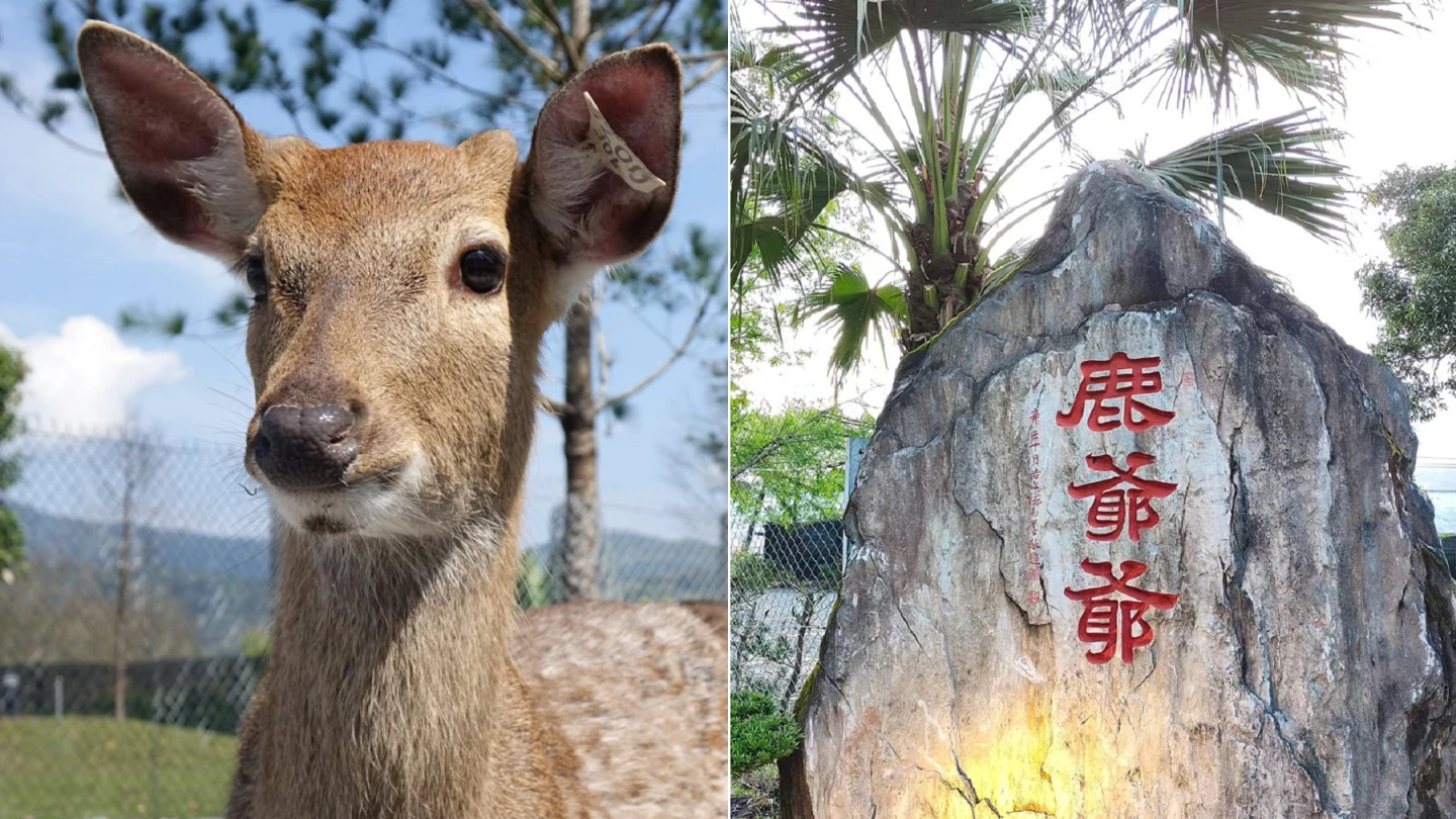 宜蘭4.9星農場宣布歇業！熄燈時間曝光　鹿爺爺承諾：動物會妥善安置