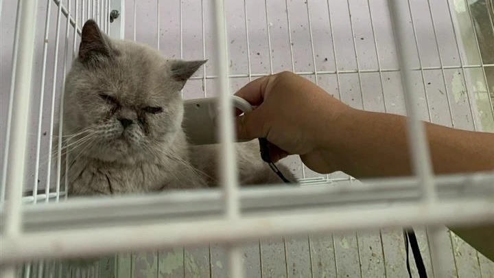 「天使之戀貓園」遭控不當飼養！41貓被緊急救出　業者：遭詐騙沒錢醫貓