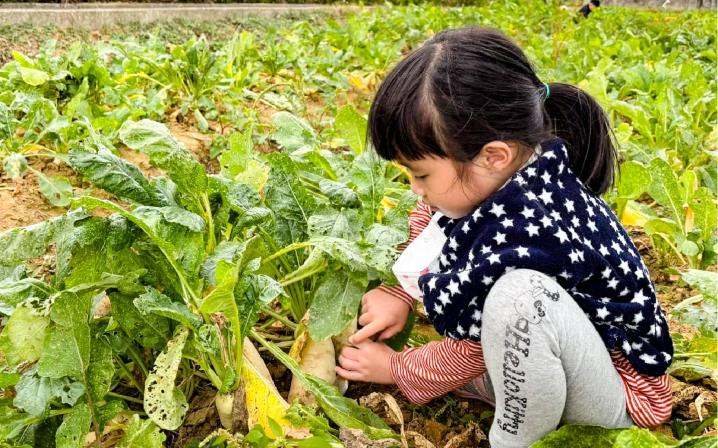 產季來了！一彈就知「有筋」白蘿蔔　內行人「避坑」專挑大到自然裂