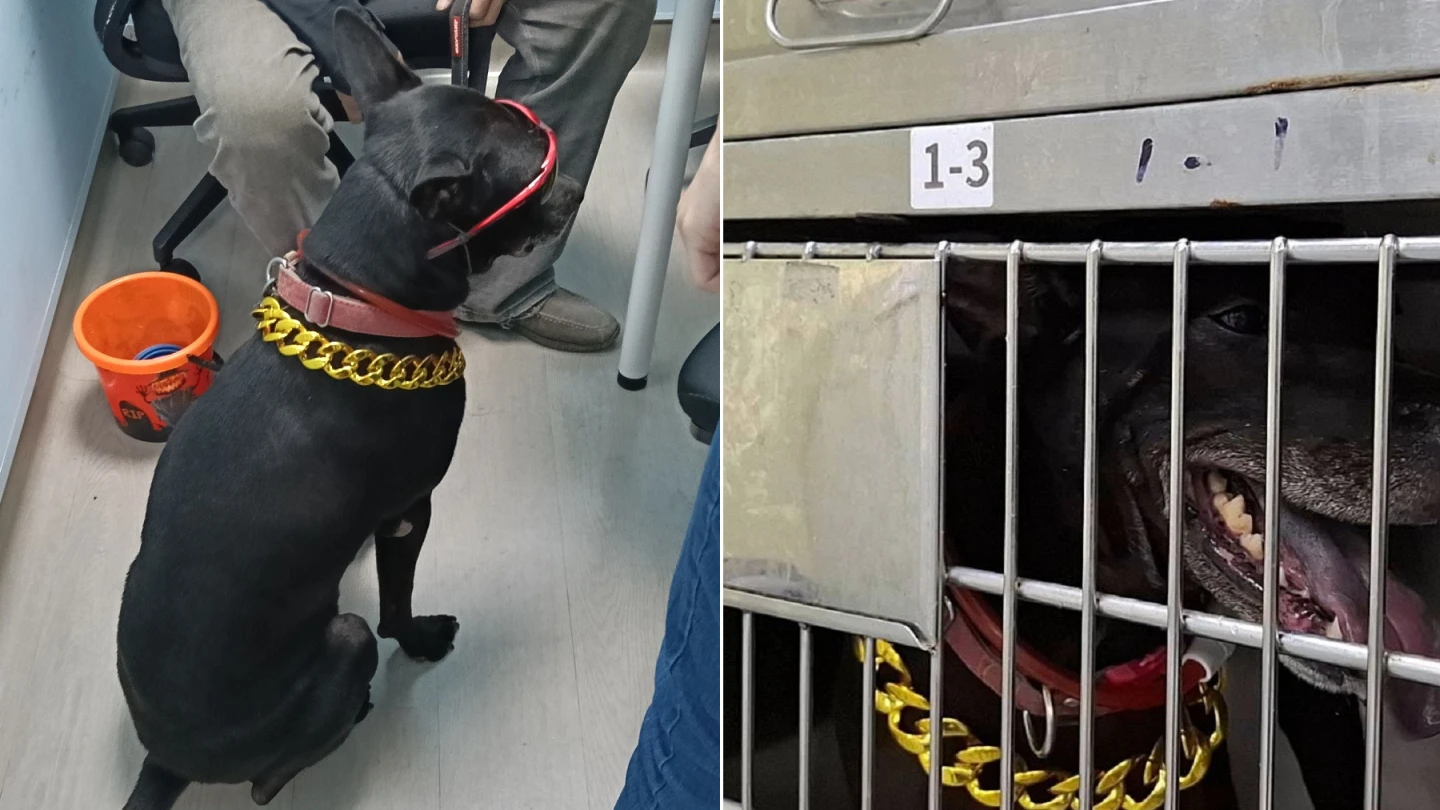 淡水拉風黑汪「叼桶討賞」觸法　飼主挨罰8萬、狗也沒了！終身不得養犬貓