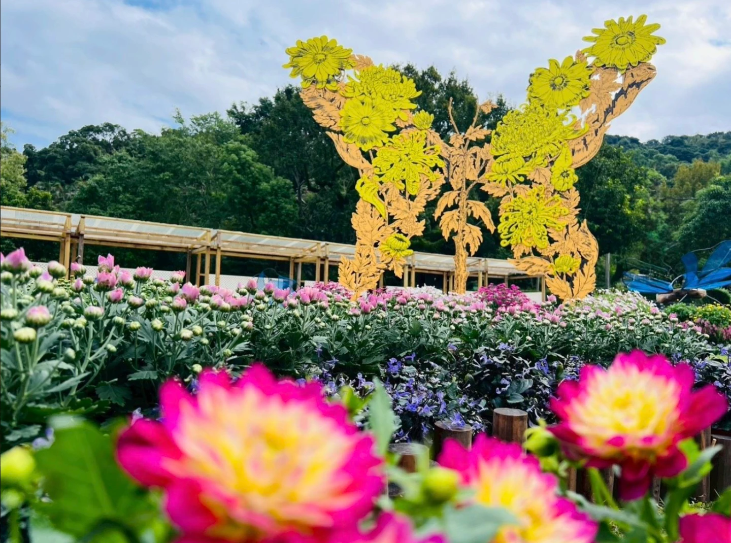 士林官邸菊展11/28登場！打造15大夢幻展區　四季花海交織綻放