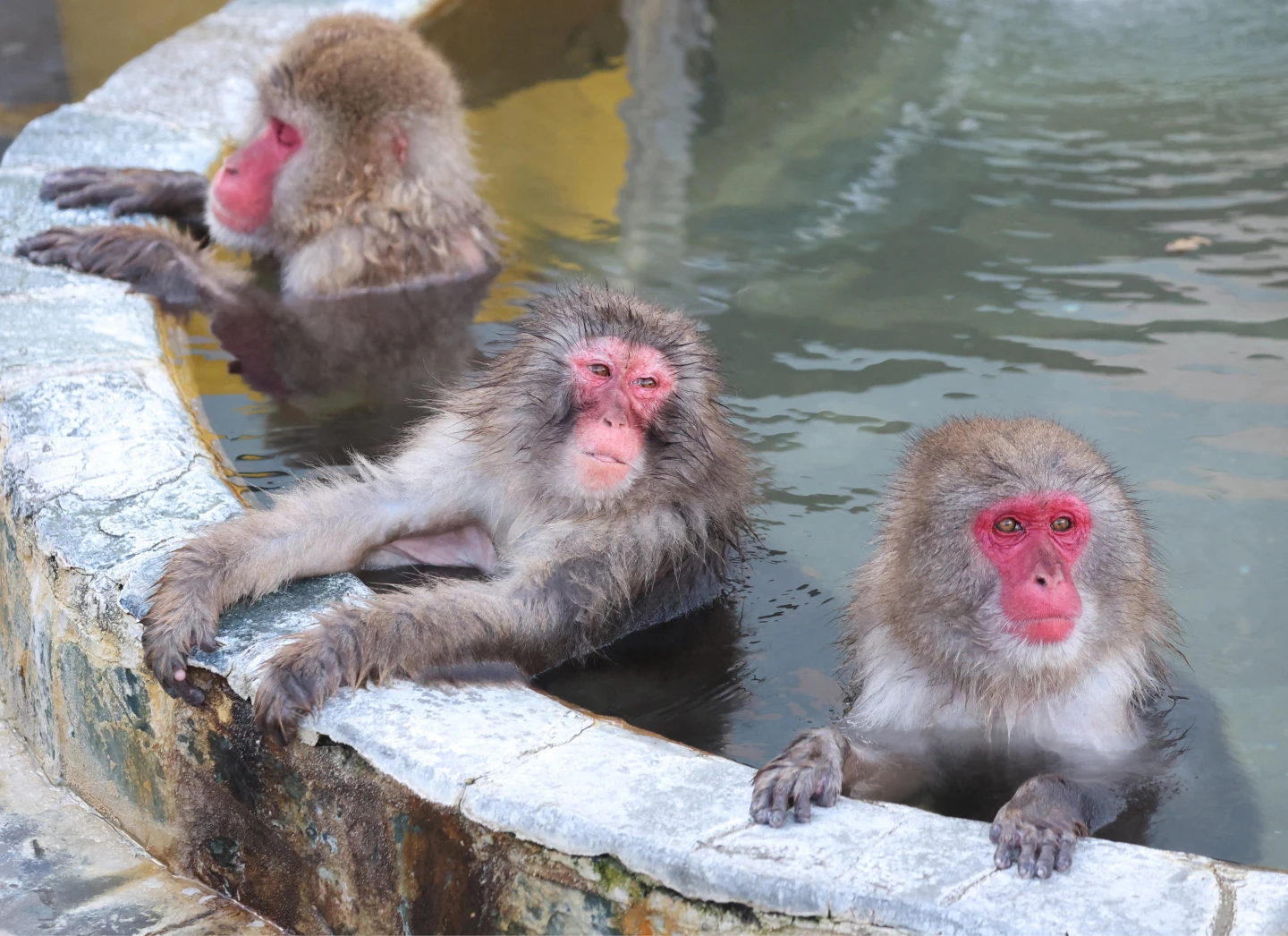 北海道猿山溫泉今天開泡　全球暖化猴子不太捧場