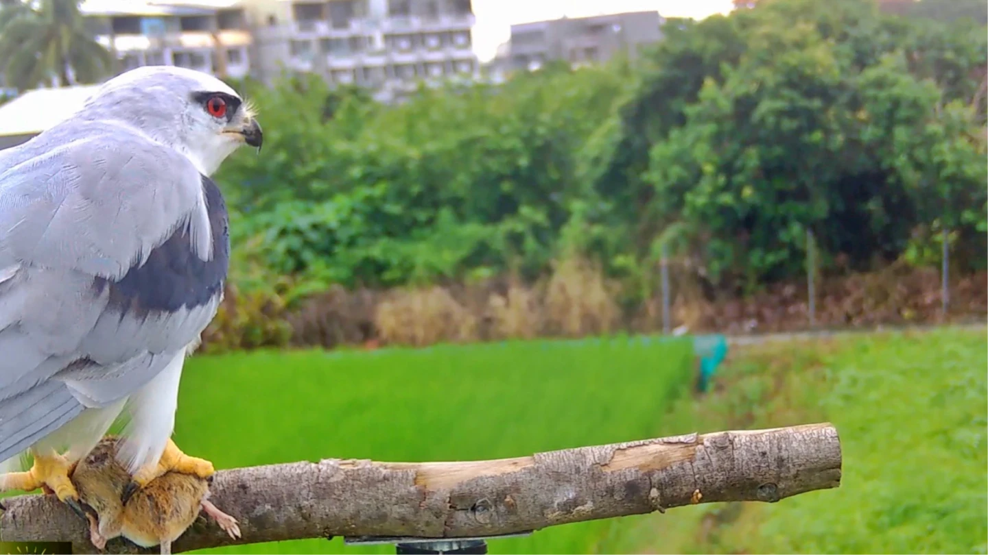 有片｜一招吸引猛禽上工捕捉！台南田間鼠害大減　農民笑：真好用