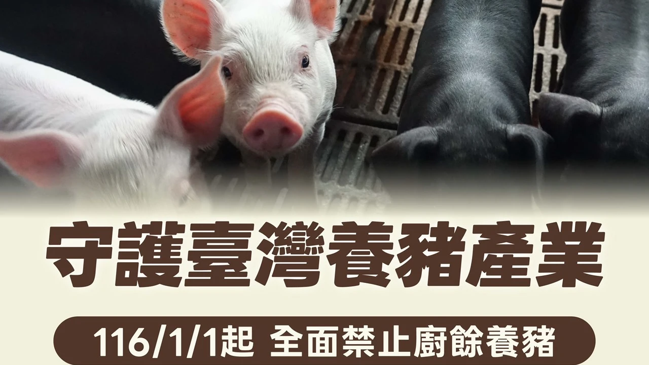 禁廚餘養豬陳駿季坦言「成本將增加」　農業部祭補助：每頭最高3600元