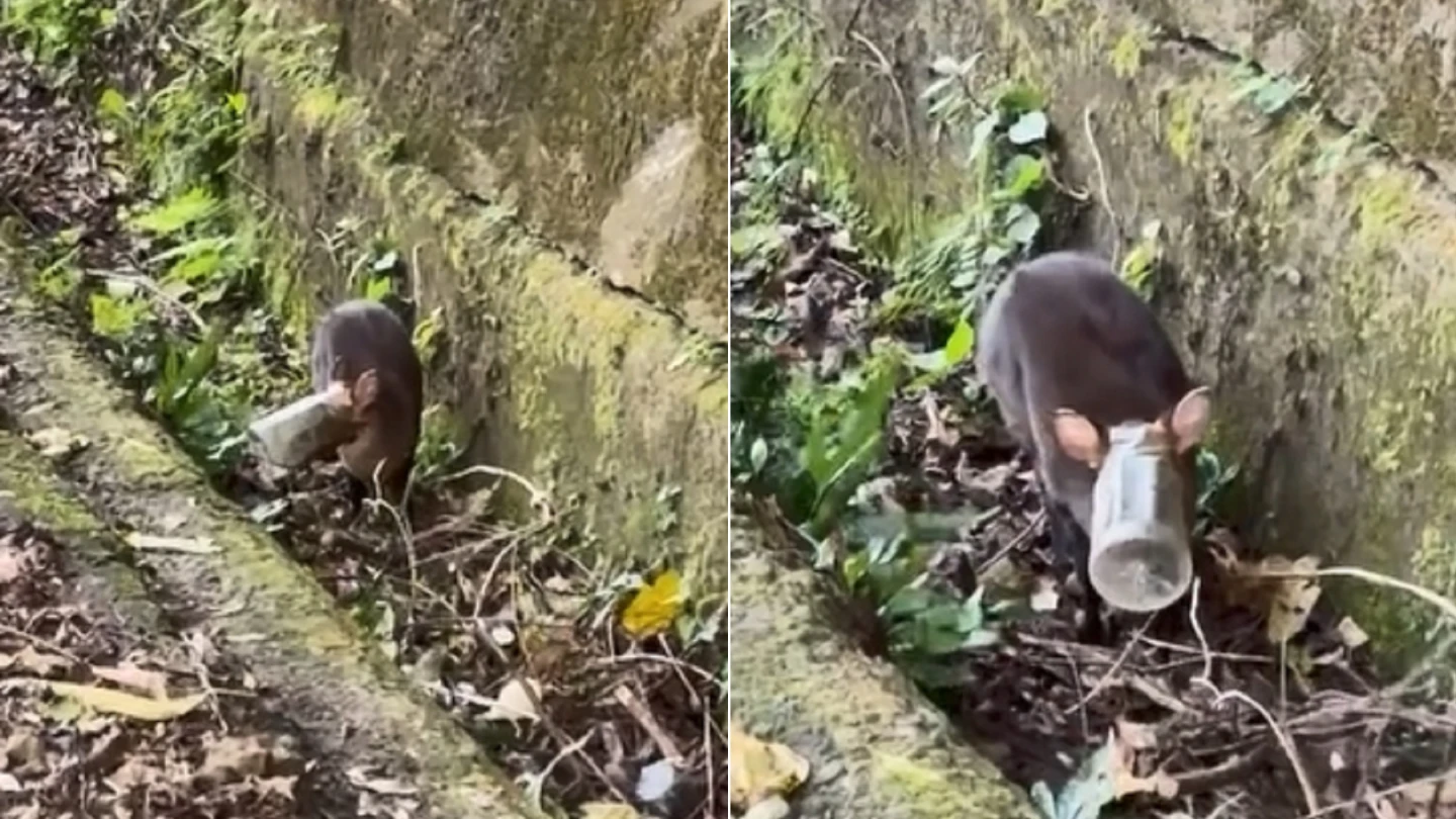 寶特瓶套頭甩不掉！「動物界膽小鬼」被活活嚇死　恐民眾善意間接害命