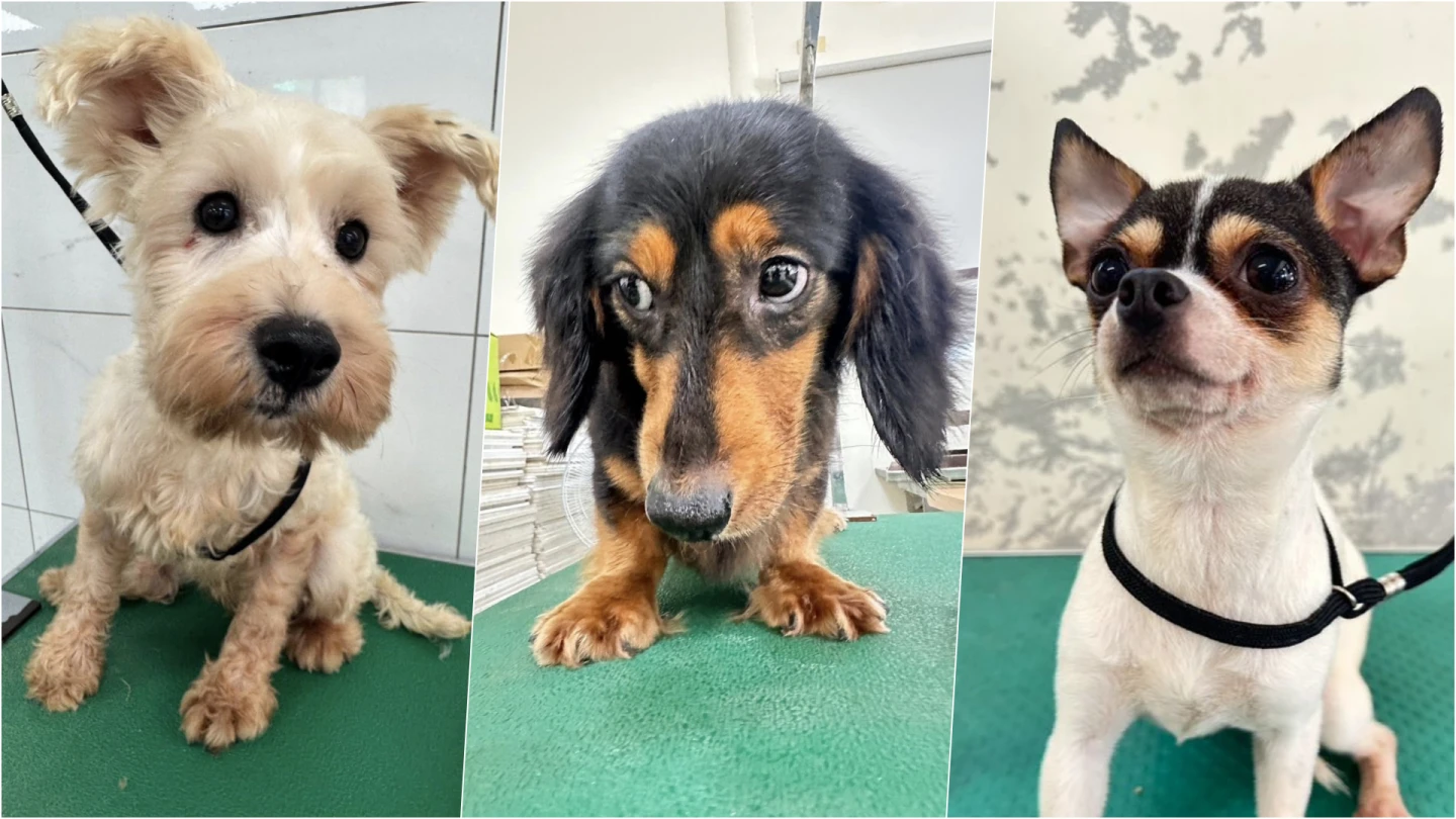 「人人犬舍」第二批156隻認養！迷你雪納瑞、臘腸犬等新主人　明天現場登記抽籤