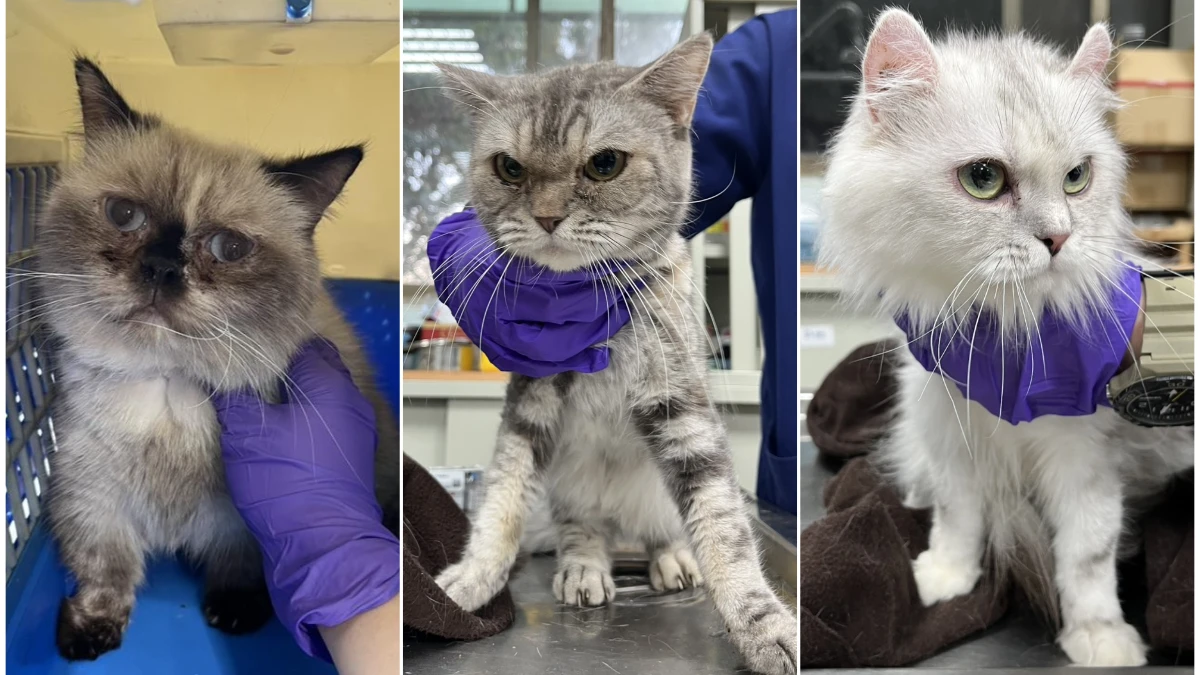 英短、布偶貓都有！「天使之戀貓園」41受虐喵等愛　12/12起抽籤認養「3點必知」