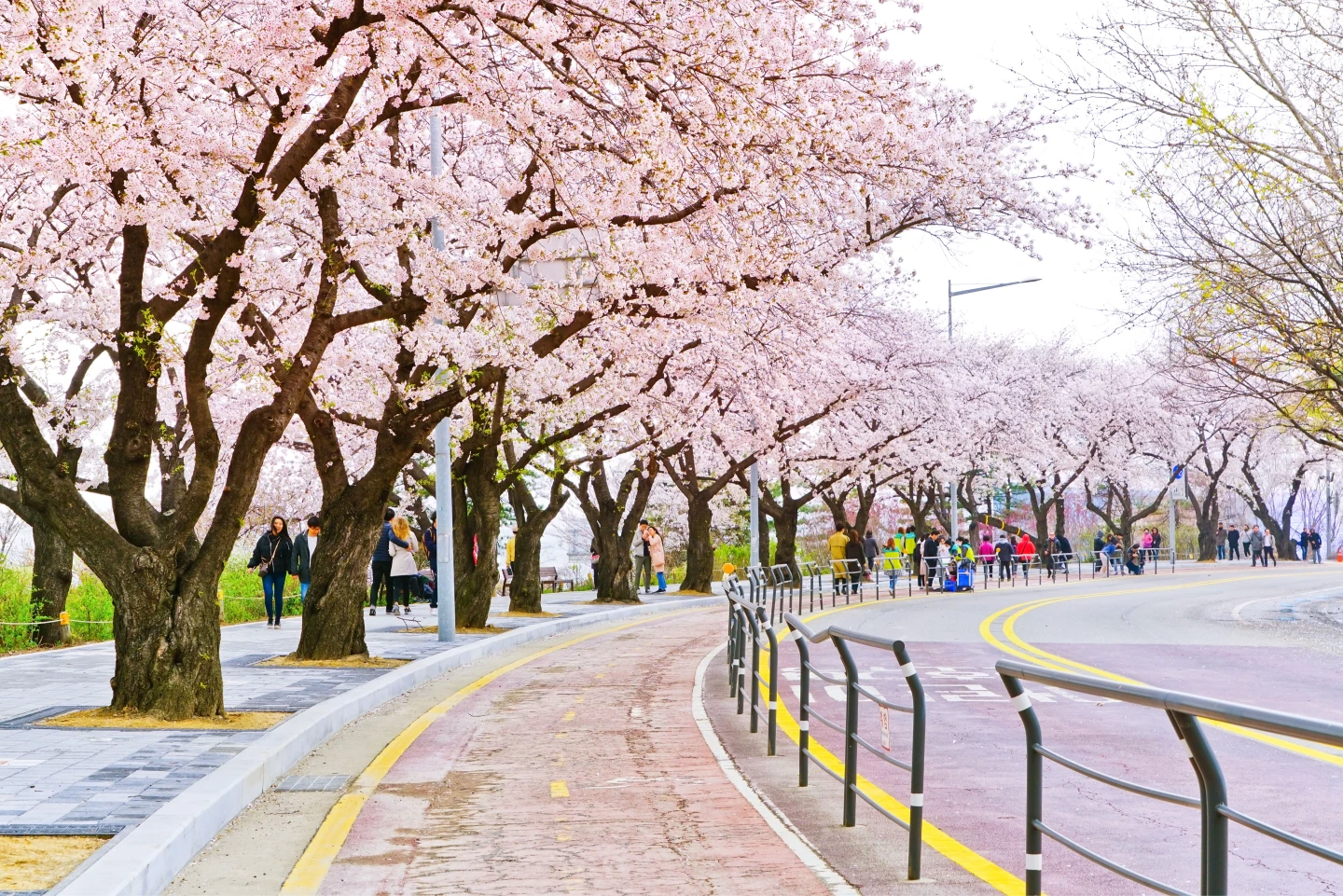 2026賞櫻早鳥開賣！韓國5日遊萬元有找　12/31前下單再折千元