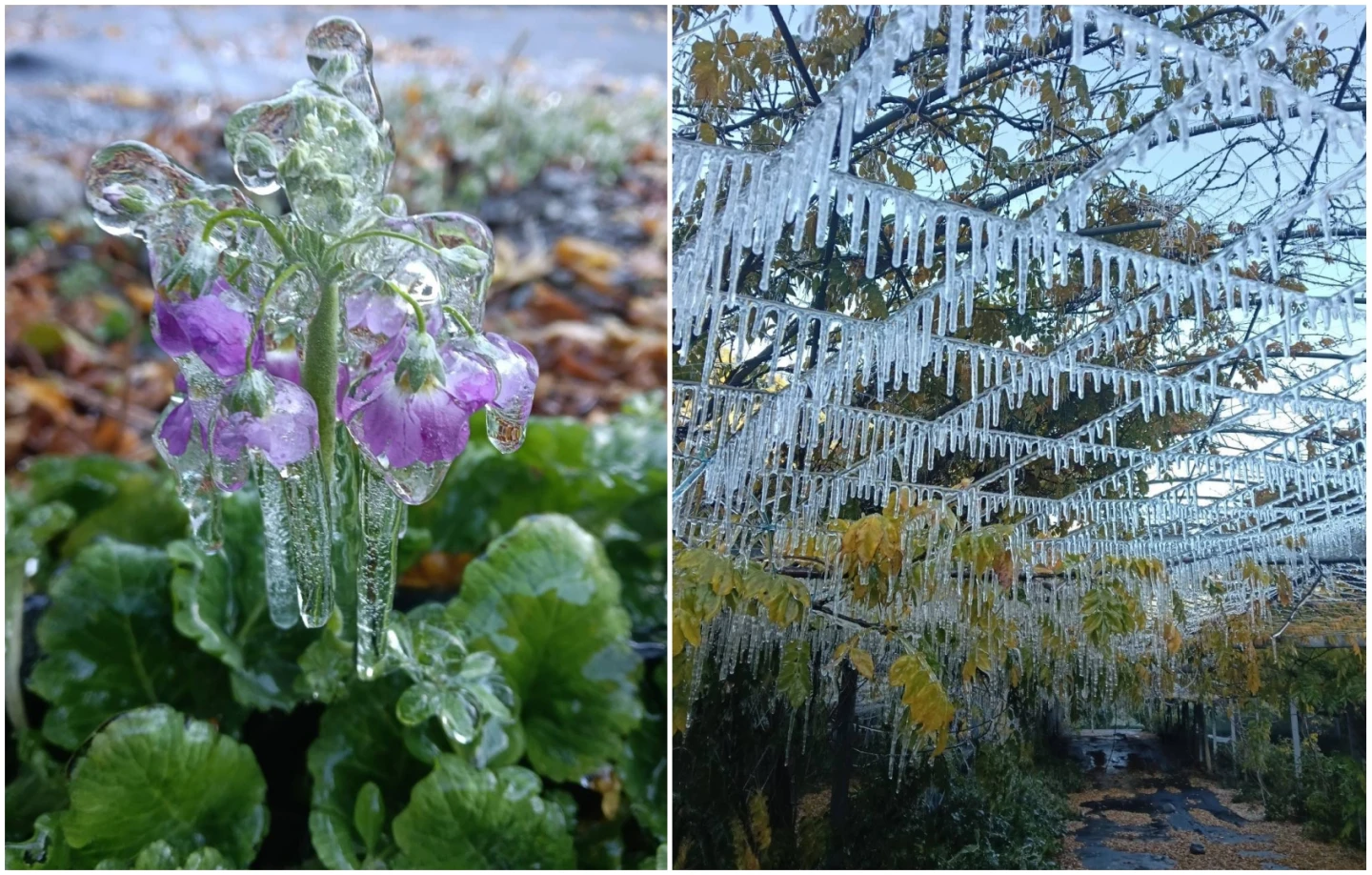 大雪節氣到！武陵農場0.2度變冰雪世界　藤花園冰晶宮現身