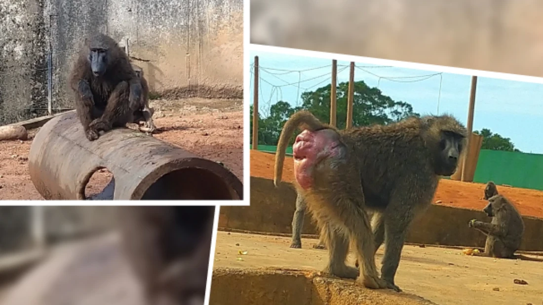 六福村狒狒逃逸遭槍殺！獵人堅稱他下令開槍　技工喊冤：我是說麻醉槍