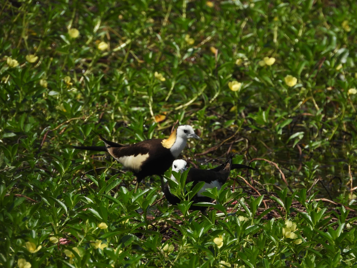 高雄洲仔濕地化身城市綠洲！　「洲遊蓮潭．慢遊濕地嘉年華」12/21登場