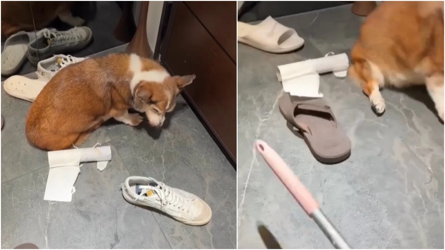 茶聚加盟主爆虐狗！伴侶診所被1星出征　火速切割「通報動保」曝失智柯基下落