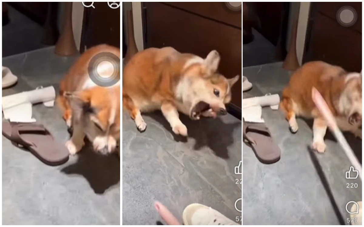 疑虐老犬惹眾怒！主人身分讓「茶聚」總部深夜急發聲明　竟曾獲「模範飼主」