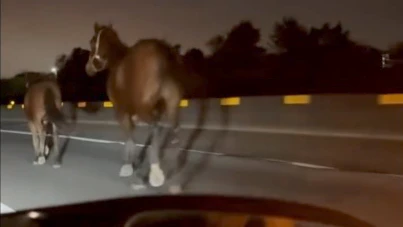 影｜馬匹闖西濱快速道路遭撞　汽車駕駛受傷！馬兒倒地不治